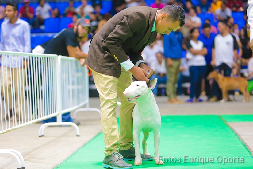 PERROS1
